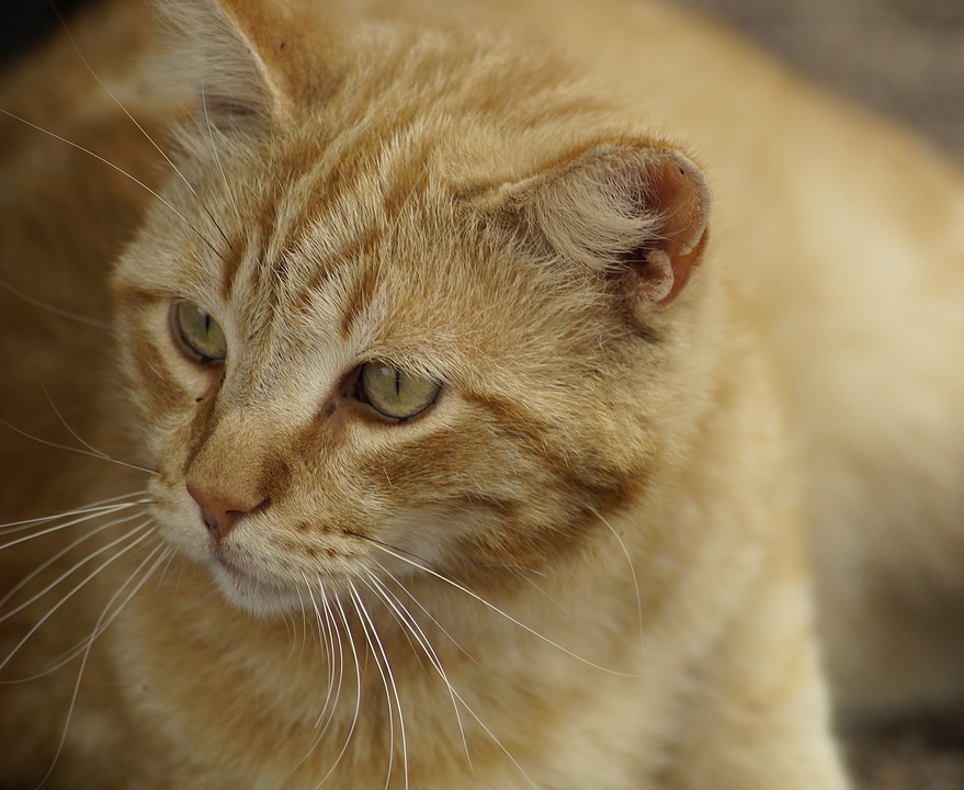 猫の下痢や目やにの原因とは 飼い主が知っておきたい対策と病気予防
